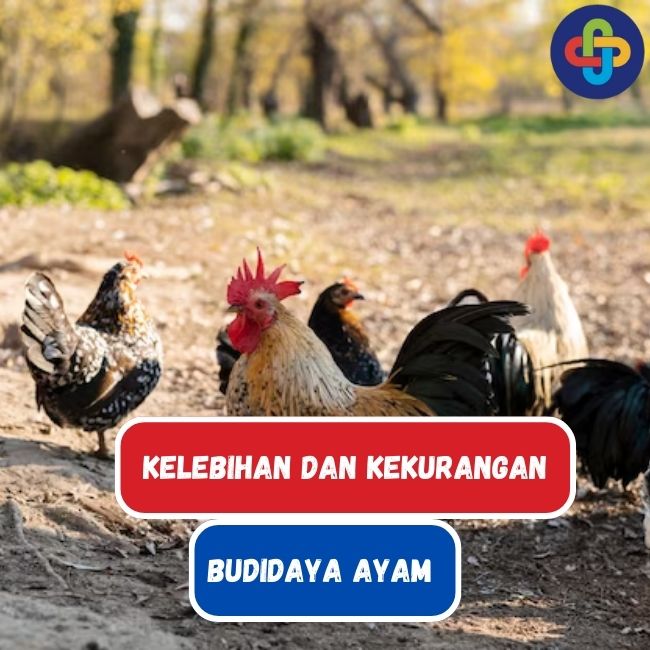 Ketahuilah 5 Kelebihan dan Kekurangan Bisnis Budidaya Ayam Broiler